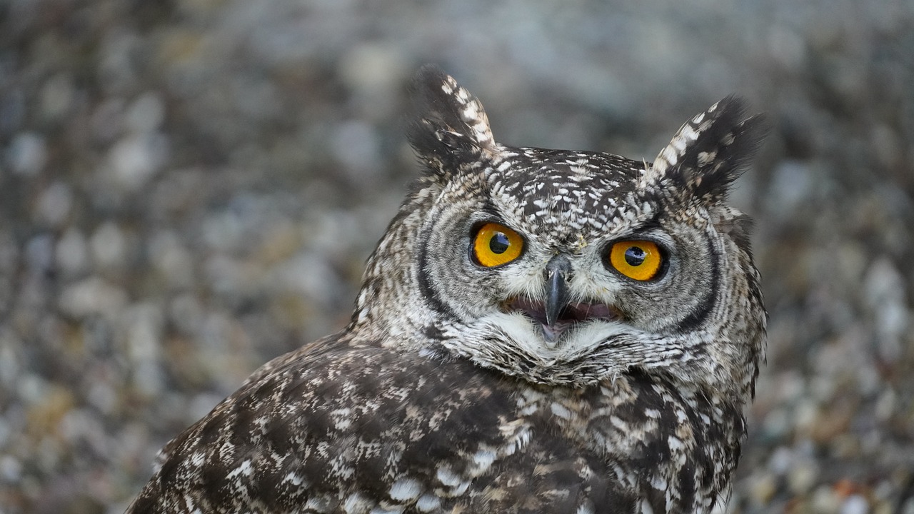 A Green Vista: The Integral Role of Biodiversity in Scenic Landscapes